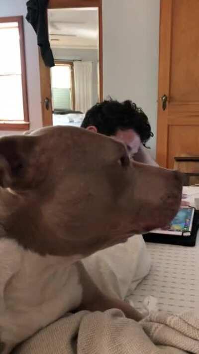 Anybody else’s pittie do this yawn and then get sassy?