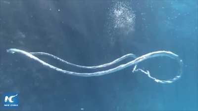 When two bubble rings collide in the ocean