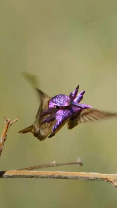 🔥 Male Costa’s hummingbird sky-dances for a female and shows off his extraordinary plumage