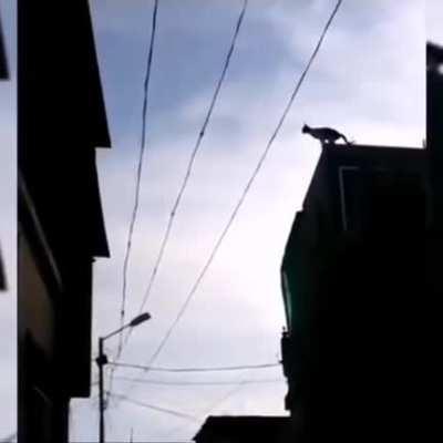 Cat Kungfu training ICANT