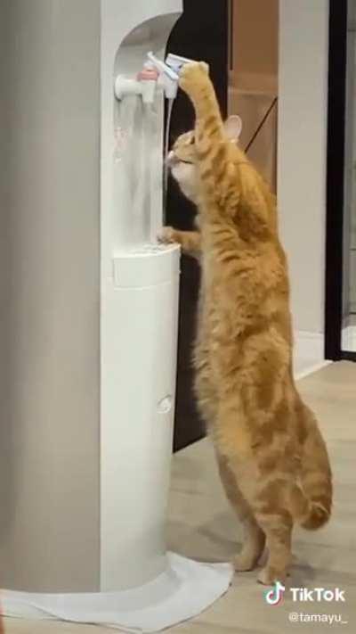 Cat.