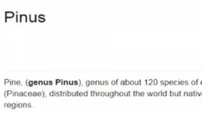 scientific name for pine wood