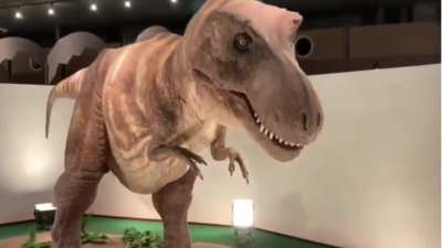 Losercity politeness