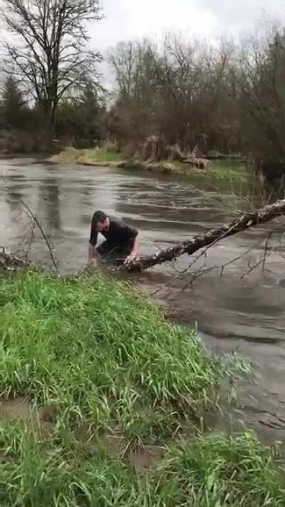 Jumping on a dead tree, WCGW?