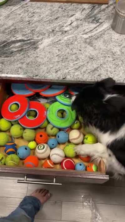 Someone tried telling me that my dog was spoiled, and idk I just don’t see it.