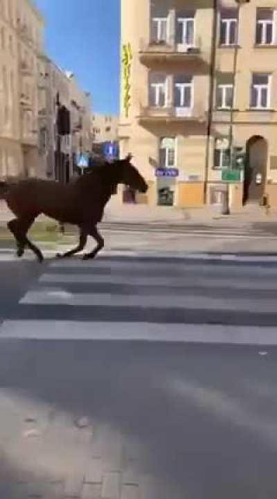 horse