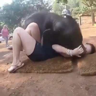 Baby elephant wants to play