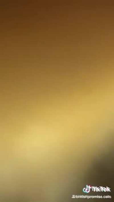 Jeannie would defs love this