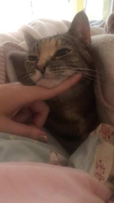 Who Doesn’t Love a Good Cat Chin?