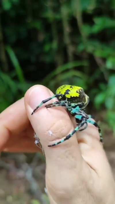 Such beautiful spidy!!!