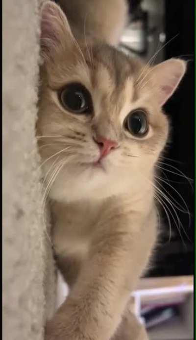 Cute kitten