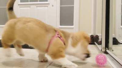 Happy National Puppy Day! 🐶