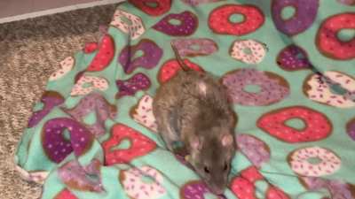 My incredible pet rat Coffee is learning to rollover!