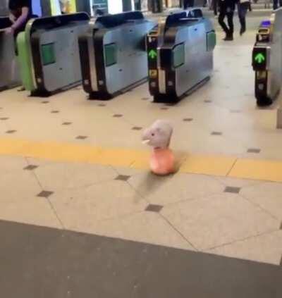 Since pewds won’t give us a topic, here’s a rolling pig!