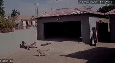 The thief didn't do his assignment, gets mauled by dogs