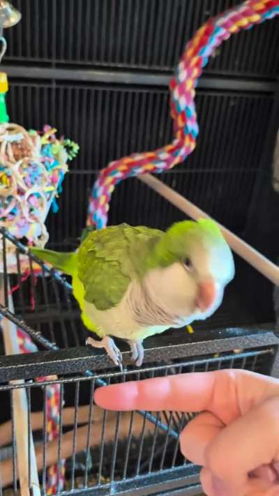 his new trick is speaking instead of actually doing said trick