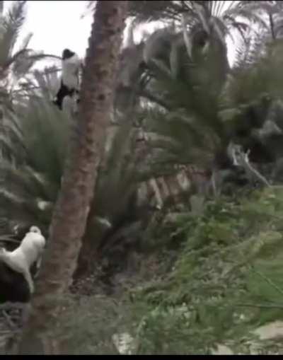 Goat climbs down tree vertically