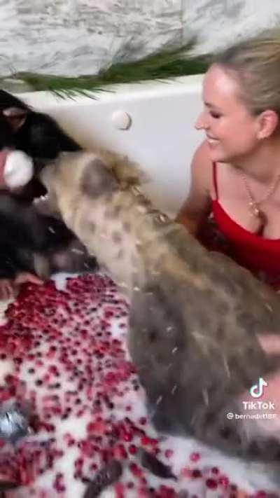 Taking a bath with a hyena and a chimpanzee