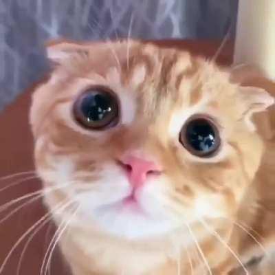 Does anyone know what this cat wants?