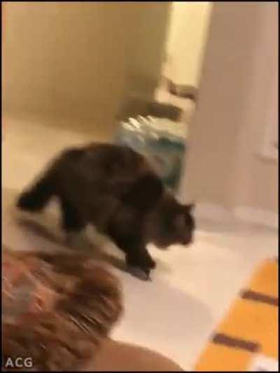 Ninja Cat Dodges Ambush