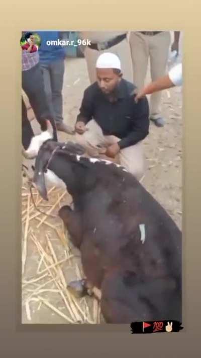 Man assaulted and forced to bent down and hug a cow wearing skullcap 
