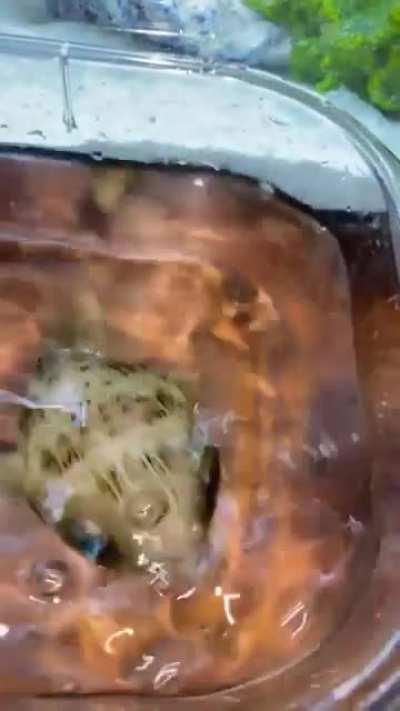 Feeding this blowfish snacks.