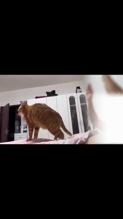 I was told this belongs here lol