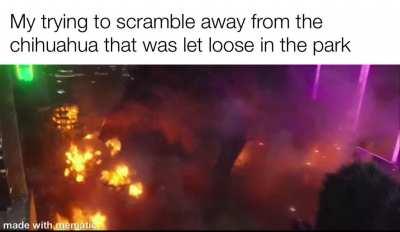 Those chihuahuas be wilding 😭