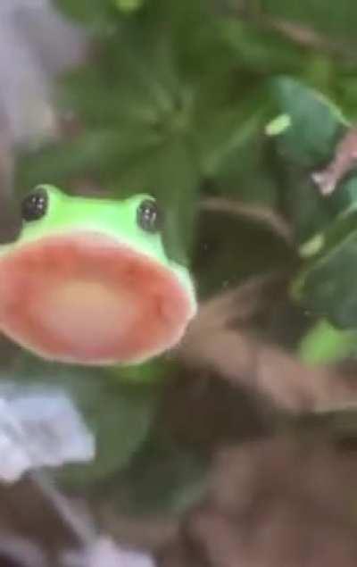 What kind of frog is this?