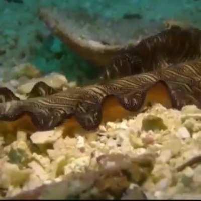 WEEK 104 OF FLATWORM FRIDAY!!!!!