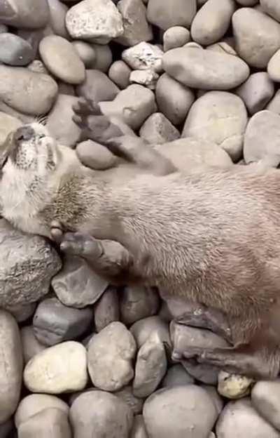 you otter like this