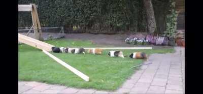 i hope this guinea pig train lightens up your days/nights ^^