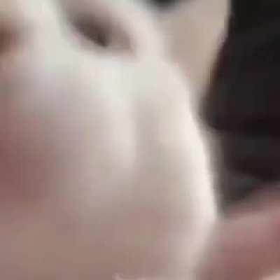 house of mongon?!!!!!!