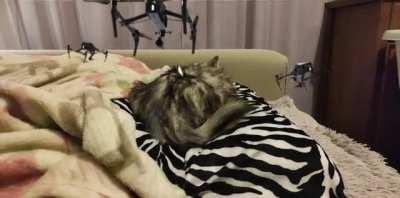 Drone✈️Kill 🙀My Cat 😿😾