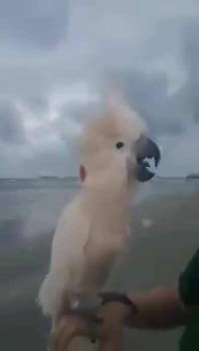 Parrot Freakout