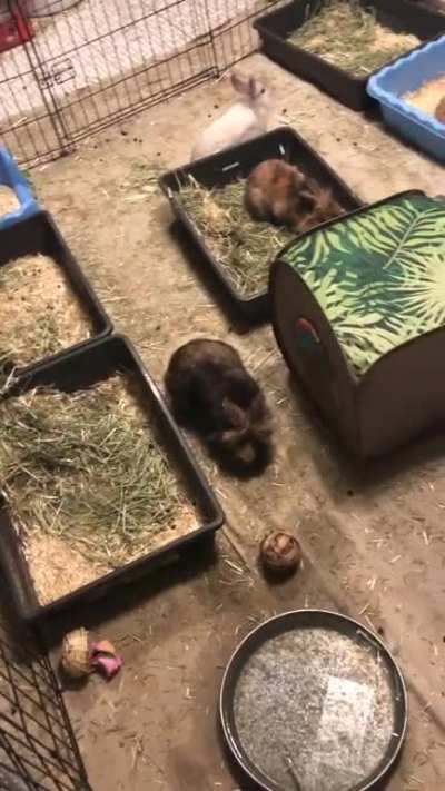 Ginger likes to climb into the cage to ask for pets (she can get out any time)