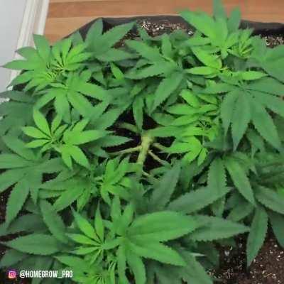 Dope grow timelaps from homegrow pro 👌
