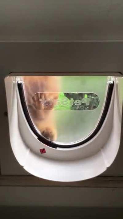 This is how Flino, my minimally brained cat used to open the cat flap. I miss him.