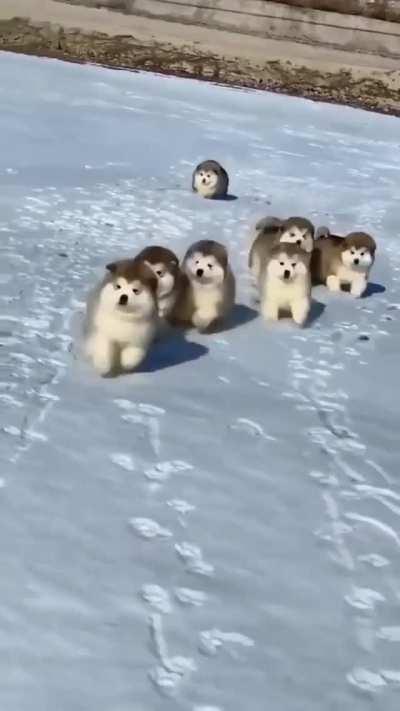 Hitting 2022 like these little guys... just 8 gorgeous jumping fluffy balls!