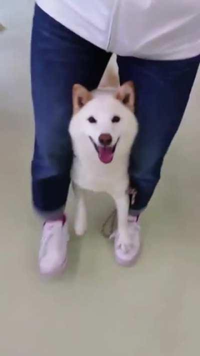 Happy dog goes for a walk.