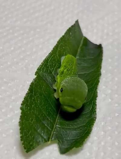 Caterpillar rocking yooo