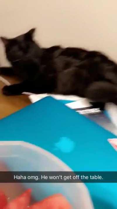 How to get your cat off the table