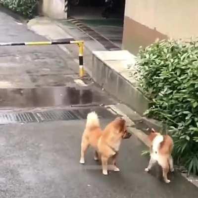 2 dogs pee in the same spot