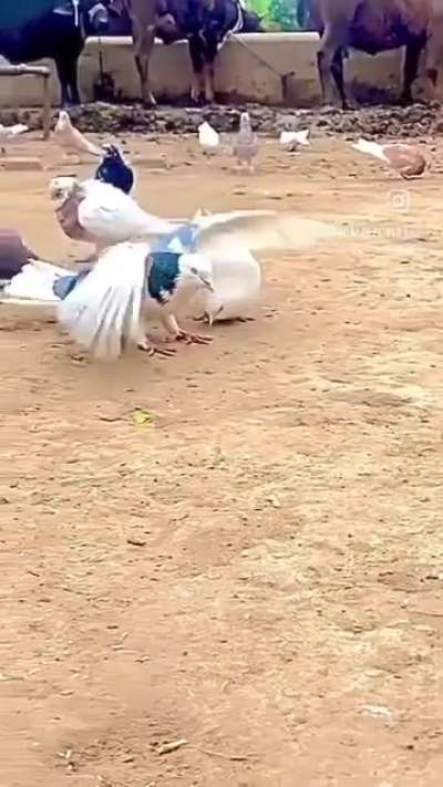 pigeon backflip