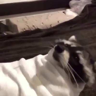 Welp guess I'm a burrito then