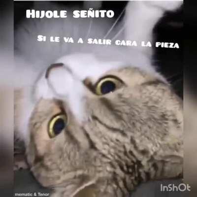 Ya conocieron al gato feministo o gato Brayan. Ora les traigo el gato mecánico.