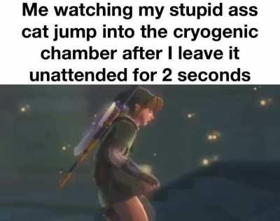 Cats are so fucking stupid