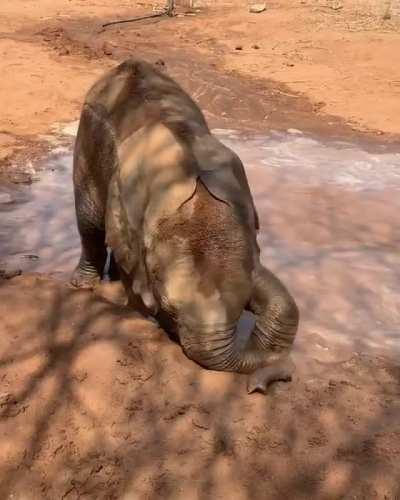 Just too damn cute 😍🐘