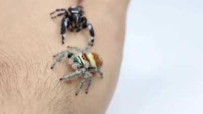 Thanks, I love wrassling spidies <3