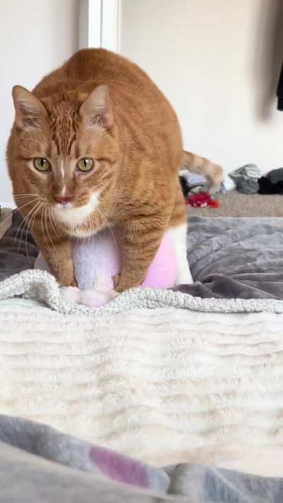 Are these sin biscuits??